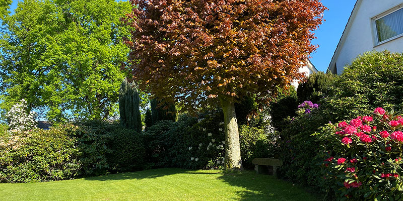 Rhododendron mit Baum