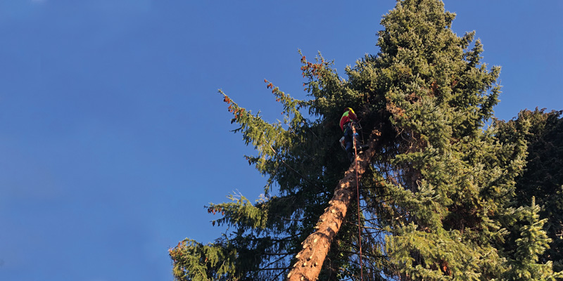 Nadelbaum Aufastung durch einen Baumkletterer