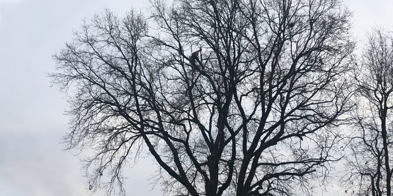 Baumarbeiten mit einem Kran