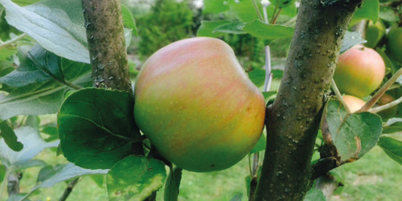 Apfel nach Obstbaumschnitt